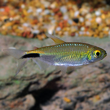 Alestes Tetra