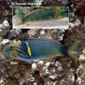 Goldbar Wrasse