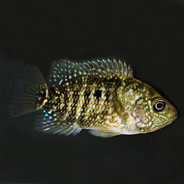 Green Texas Cichlid