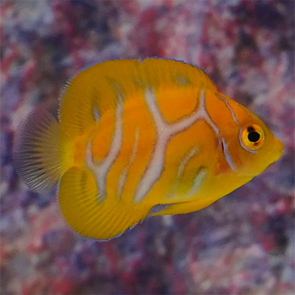 Regal Angelfish, Fancy Juvenile EXPERT ONLY