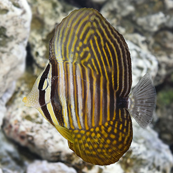 Sailfin Tang, Desjardini