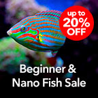 Beginner & Nano Fish