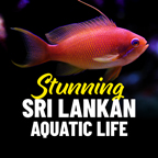 Sri Lankan Sale