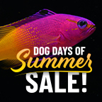 Dog Days of Summer Sale