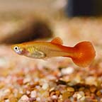 Red Flamingo Guppy, Female