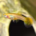 Golden Cobra Guppy, Female