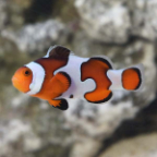 Proaquatix Captive-Bred Gladiator Clownfish