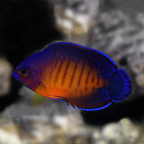 Biota Captive-Bred Coral Beauty Angelfish