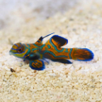 Biota Captive-Bred Blue Mandarin