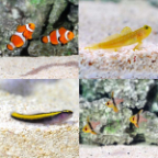 LiveAquaria® Premium Marine Fish Pack