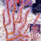 Yellow Finger Gorgonian EXPERT ONLY