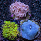 Premium Aquacultured Beginner Coral Packs