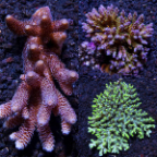 Assorted Aussie Acropora Coral 3 Pack