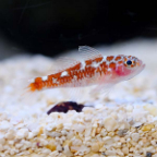 Biota Captive-Bred White Spotted Dwarf Goby