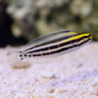 Biota Captive-Bred Striped Blenny