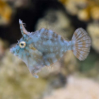 Biota Captive-Bred Radial Filefish