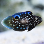 Biota Captive-Bred Marine Betta