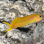 Midas Blenny