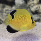 Goldflake Angelfish