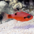 Flame Cardinalfish