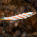 Candy Cane Wrasse