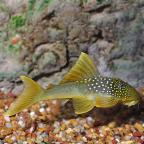 Green Phantom (L-200) Plecostomus