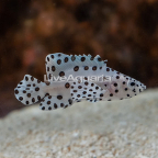 Panther Grouper