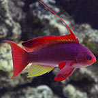 Lyretail Anthias