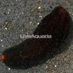 Black Sea Cucumber