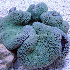 Haddon's Carpet Anemone