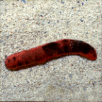 Sea Cucumber 