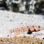 Orange Spotted Goby 