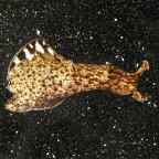 Sea Hare 