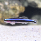 Neon Blue Goby - Tank-Bred