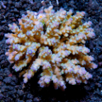 Acorpora Coral, Assorted