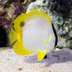 Spotfin Butterflyfish