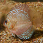 Snakeskin Discus 