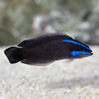 Springeri Dottyback - Captive-Bred