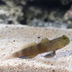  Captive-Bred Yellow Watchman Goby