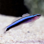 Proaquatix Captive-Bred Neon Goby