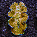 Derasa Clam, Aquacultured 