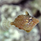  Captive-Bred Whitespotted Pygmy Filefish