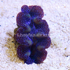 Crocea Clam, Aquacultured