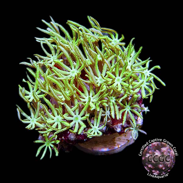 LiveAquaria® CCGC Aquacultured Pipe Organ Coral