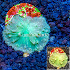 LiveAquaria® CCGC Aquacultured Green Cabbage Leather Coral Frag LiveAquaria® CCGC Aquacultured Green Cabbage Leather Coral Frag