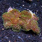 Frilly Bounced Mushroom Coral