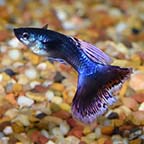 Assorted Guppy Group, Male