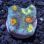 LiveAquaria® CCGC Aquacultured Bomb Squad Chalice Coral