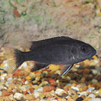 Acei Cichlid