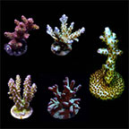  Aquacultured Assorted Premium Acropora Frag 5 Pack